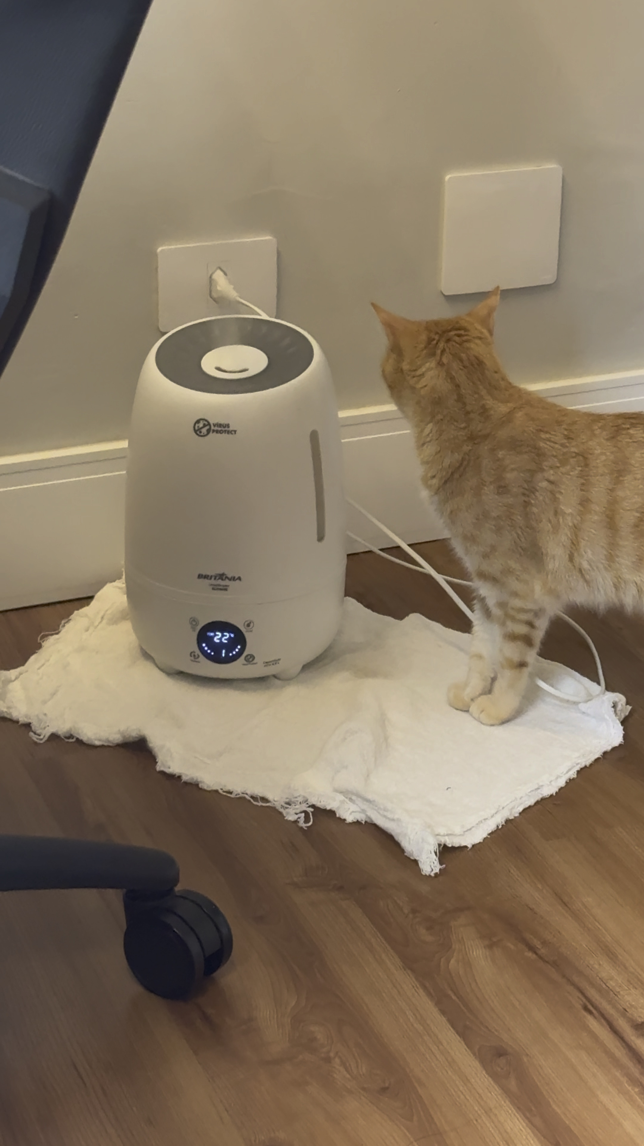 Para a saúde respiratória aqui de casa faço uso do umidificador.
Até a gata gosta de ficar pertinho.
Curitiba apesar do frio está muito seca.
Então, para melhorar os problemas respiratórios da tropinha aqui de casa deixo sempre ligado.
O meu e da Britânia. 

#LTKbeauty #LTKbrasil #LTKwinter