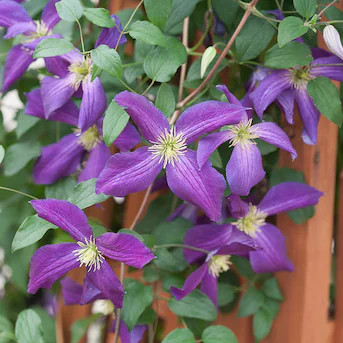 Proven Winners 1 -Gallon Happy Jack Purple Clematis Flowering Shrub with Purple Blooms 1.0 -Pack ... | Lowe's