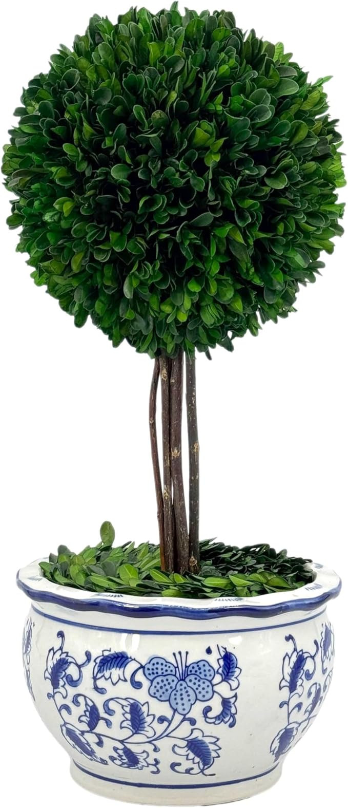 Galt International Naturally Preserved Boxwood Ball Topiary Tree in Hand Painted Blue & White Cer... | Amazon (US)