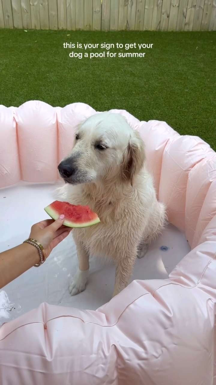 This is your sign to get your dog a pool for Summer!! She had so much fun with this🥰



Summer 2026, dog mom, pets, baby pool, pet pool, doggy pool, home, outdoors, sidneymarieduke 

 #LTKmomlife #LTKSeasonal #LTKSwim