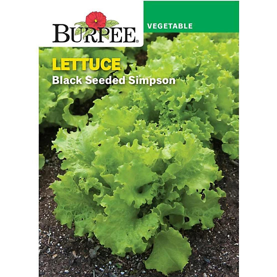 Burpee  Lettuce Leaf Black-seeded Simpson | Tractor Supply