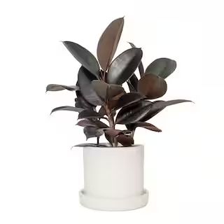 7 in. Cream Planter with Saucer and a 6 in. Ficus Burgundy (1-Piece) | The Home Depot