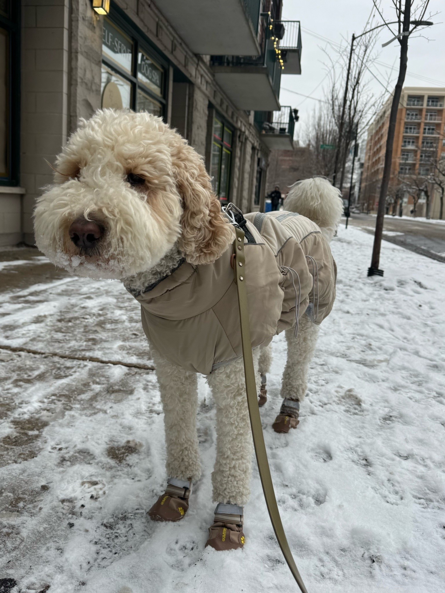Winter outfit for the dogs! Coat and snow boots. 

#LTKFindsUnder50 #LTKmomlife #LTKActive