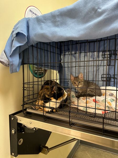 Had to take my cats to the vet and went to @petco Vetco 🐈🐈‍⬛ so happy they were able to see my kitties and treat them right away 🫶🏼 my cat cage that I use as a carrier is currently 15% off btw!

#LTKSaleAlert #LTKHome #LTKFamily