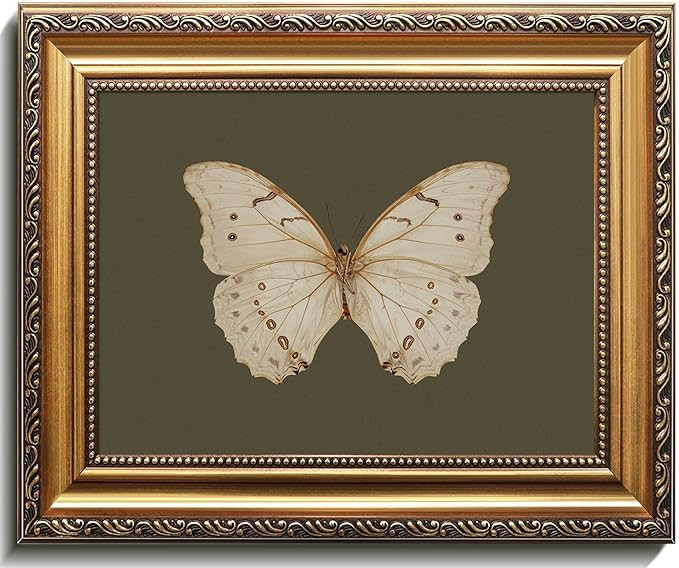 Uniro Vintage Gold Framed Wall Art, Classical Butterfly Oil Paintings, Dark Moody Insect Canvas P... | Amazon (US)