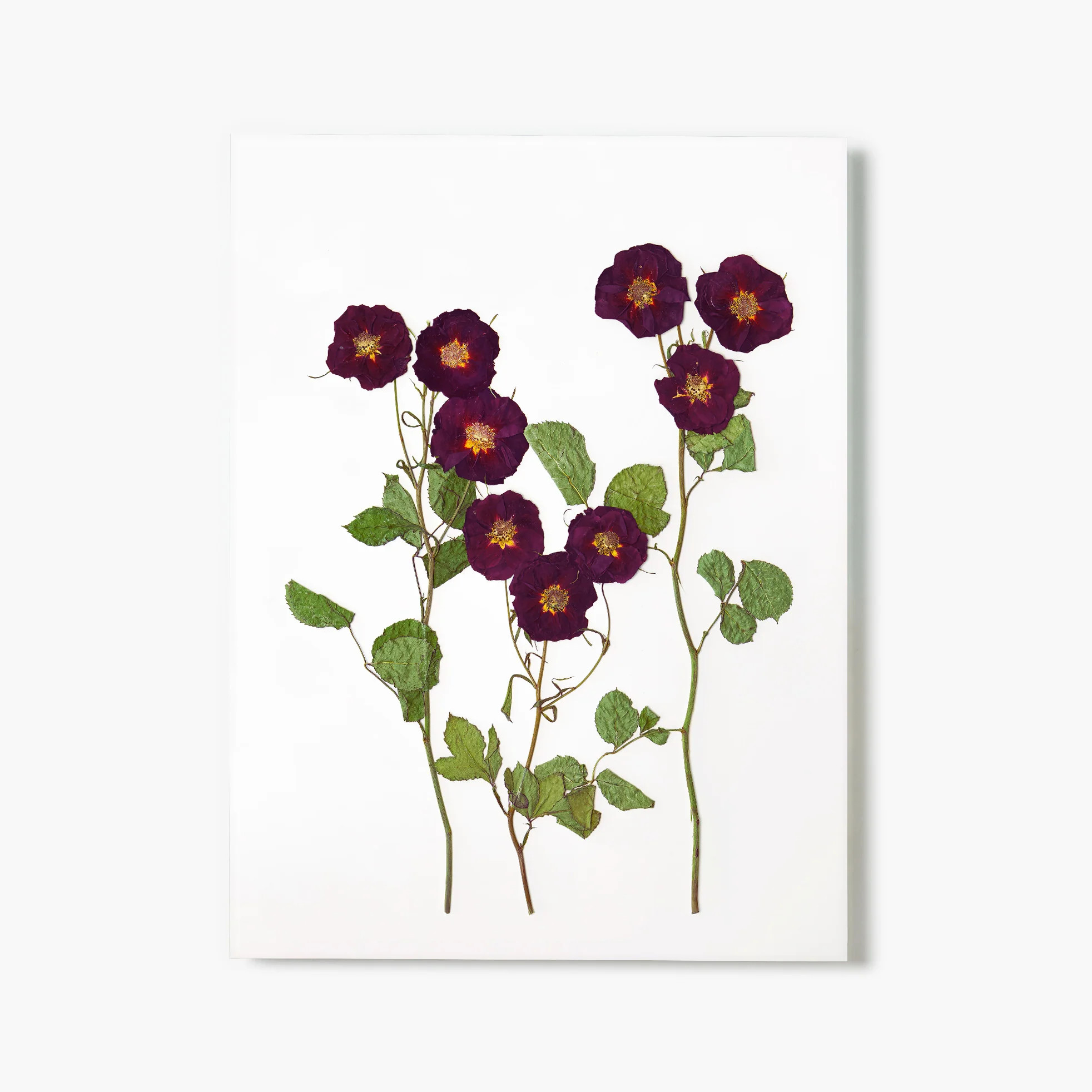 June Rose Pressed Floral Print | Fracture