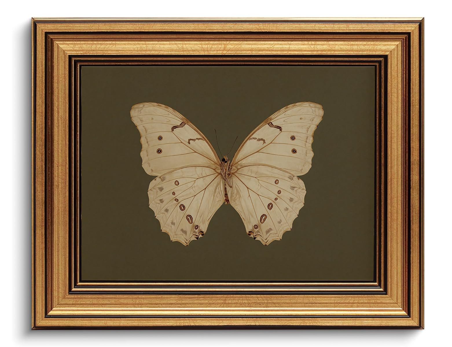 Gold Framed Wall Art Vintage Butterfly Canvas Wall Art White Butterfly Moody Insect Artwork Print... | Amazon (US)