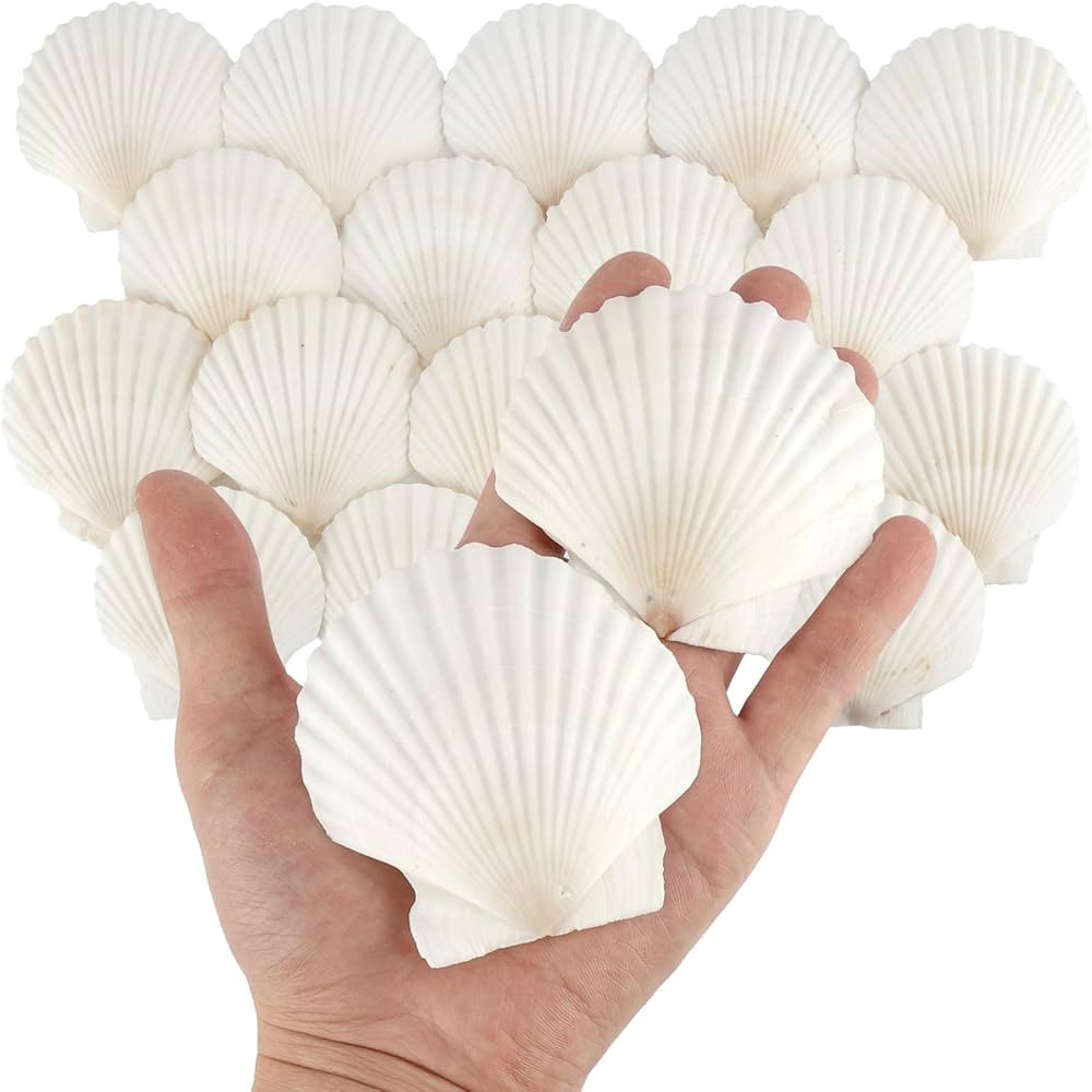 20 PCS Natural Scallop Shells for Crafts, 3 Inch White Seashell Decor for Home, Sea Shells for De... | Amazon (US)