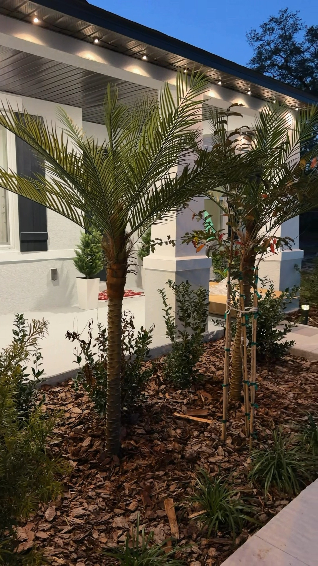Las palmas más reales que e visto,cambiaron por completo mi jardín delantero 