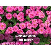 Zinnia, Luminosa - 100 Seeds Heirloom Flower, Bright Pink Blooms, Attracts Pollinators | Zinnia Elegans | Etsy (US)