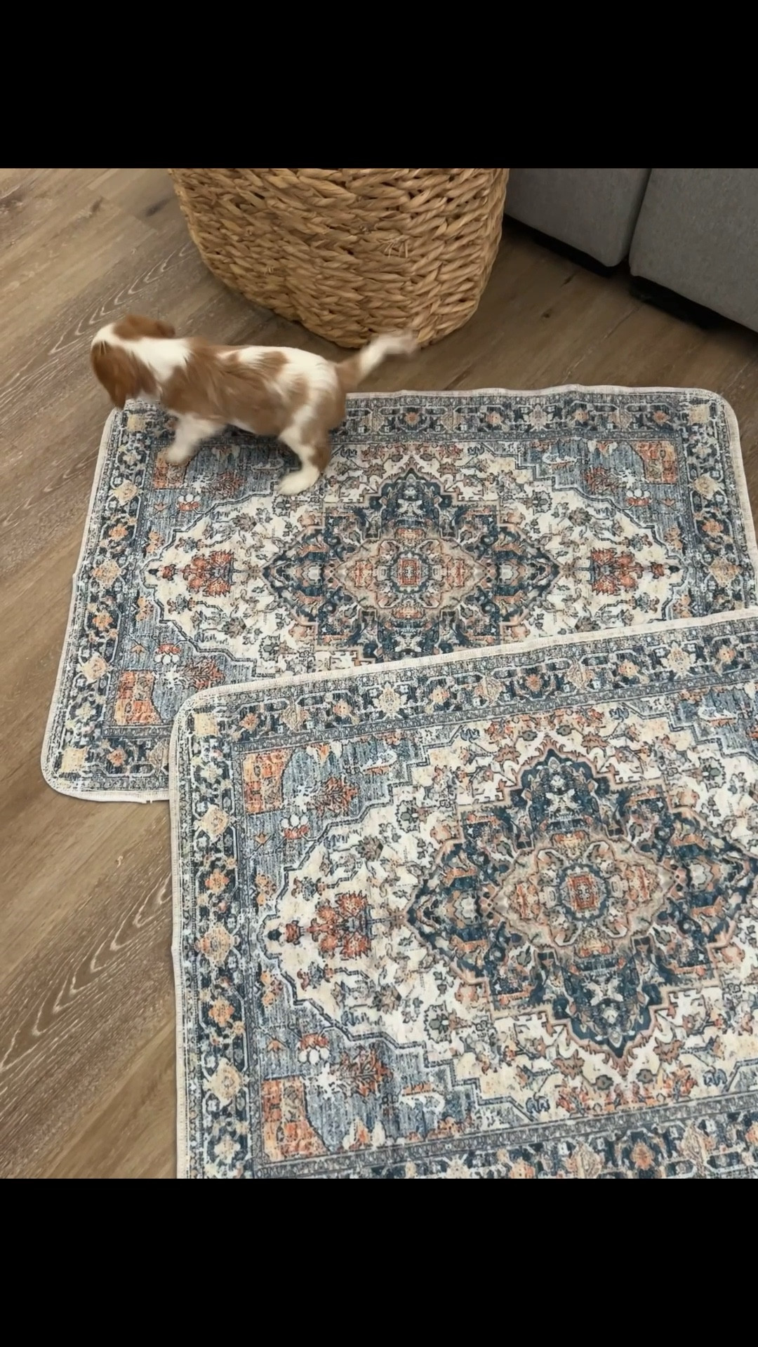 puppy must haves, reusable puppy pads (not for potty training, just for in the pen for floor covering) use a litter box with pine pellets for puppy training & take your pup outside every 1 hour, as soon as they wake up from a nap & after they eat! 🐶🦴