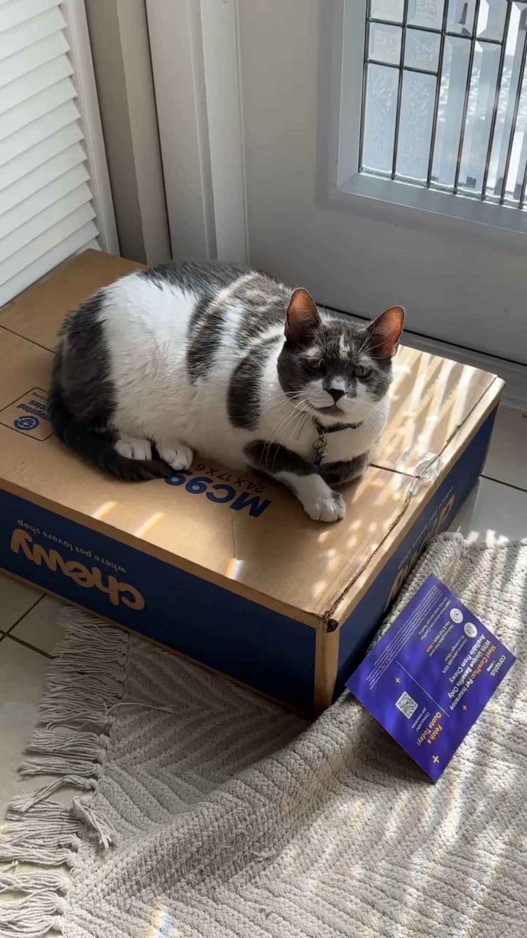 Kraken loves Chewy for the snacks and the resting place on the box and Mom loves chewy for the convenience and the prices. Autoship Delivery straight to my door whenever I need it for both of my adorable fur babies. You can also save 35% on your first auto ship order of Akana. 

#LTKFamily