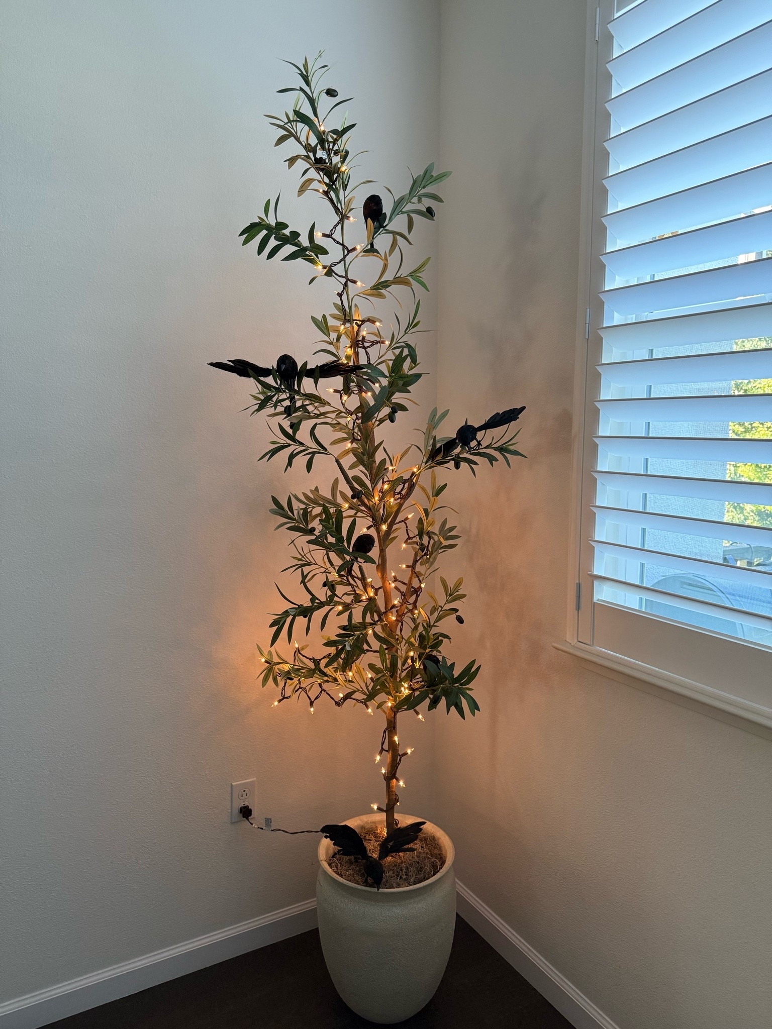 Olive tree with lights and Halloween crows 🐦‍⬛

#LTKHome #LTKSeasonal