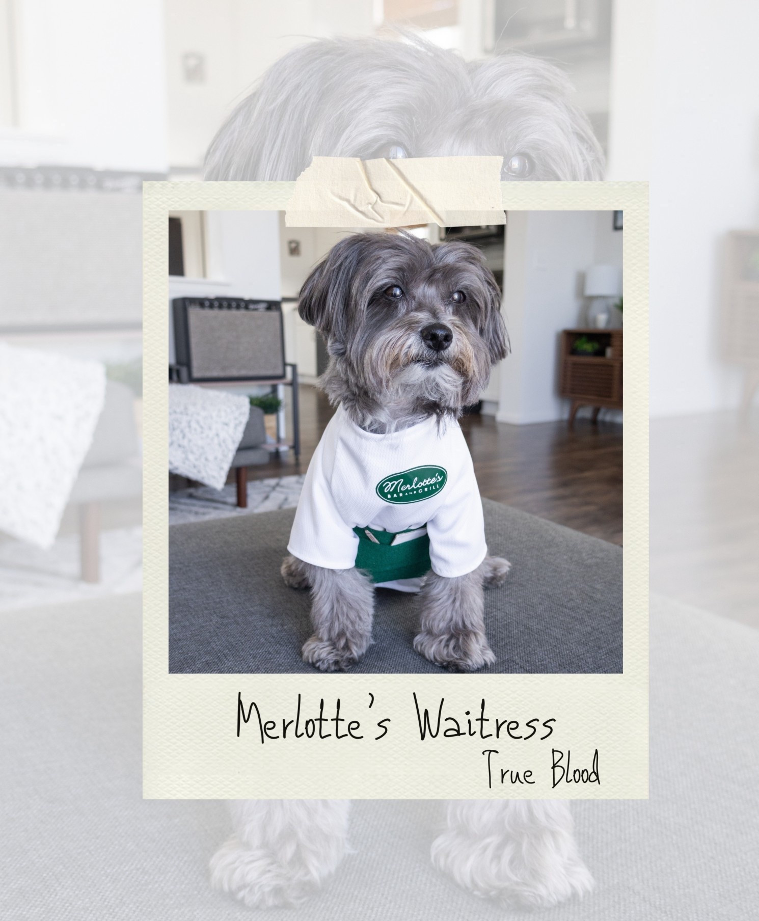 Merlotte’s Waitress costume from HBO’s True Blood. We custom made this by sewing the shirt, using our Cricut for the logo, making the apron from felt scraps, and the pencil & pad of paper from paper scraps. We’ve put together supplies to make it yourself! 

#LTKPets #LTKSeasonal #LTKHalloween