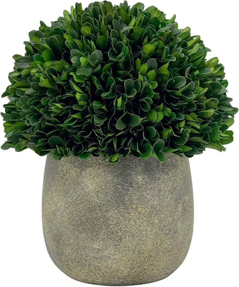 Galt International Preserved Natural Boxwood Ball in Grey Cement-Look Resin Pot Plant and Table C... | Amazon (US)