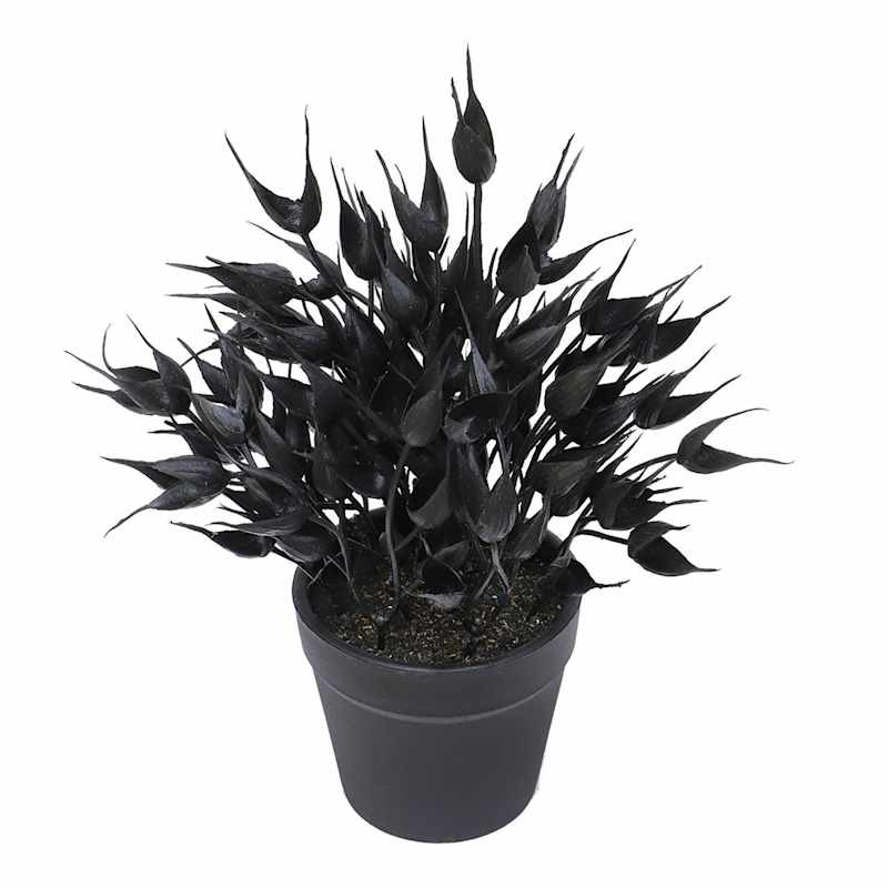 Black Oat Arrangement, 9" | At Home