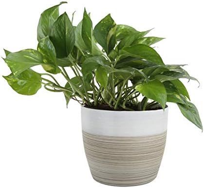 Costa Farms Devil's Ivy Golden Pothos White-Natural Planter Live Indoor Plant, 10-Inches Tall, Fr... | Amazon (US)
