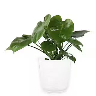 Monstera Deliciosa Swiss Cheese Indoor Plant, in 10 in. Paradise Planter Avg. Shipping Height 2-3... | The Home Depot