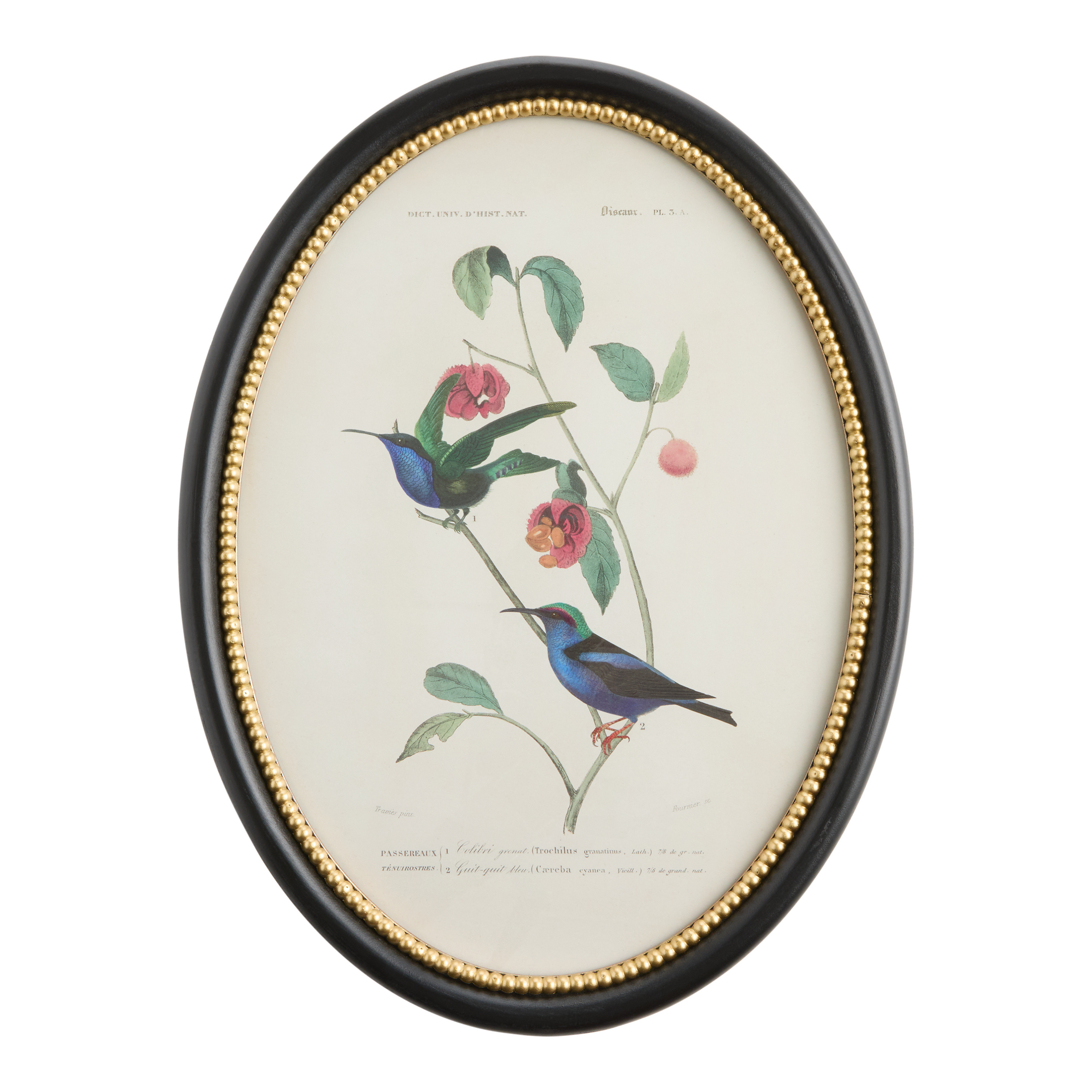 Oval Bird and Botanicals Framed Wall Art | World Market