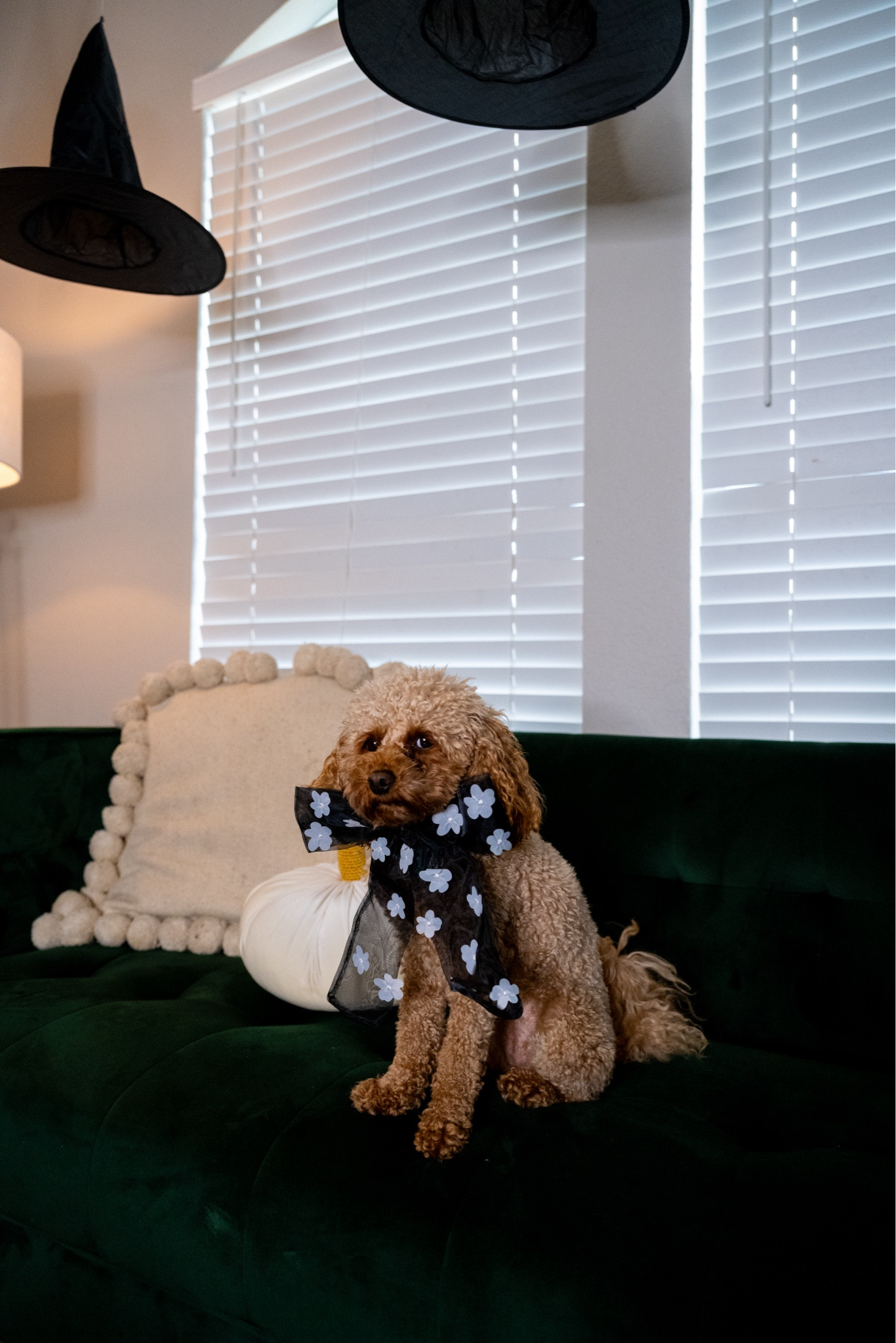 Lola wearing her latest organza bow!! Isn’t she the cutest ever 😭🐶🧙🏼‍♀️🕷️🍂

@target #target #targetstyle #dogmom #dogs #dogcostume 

#LTKHalloween #LTKFindsUnder50 #LTKFallSale