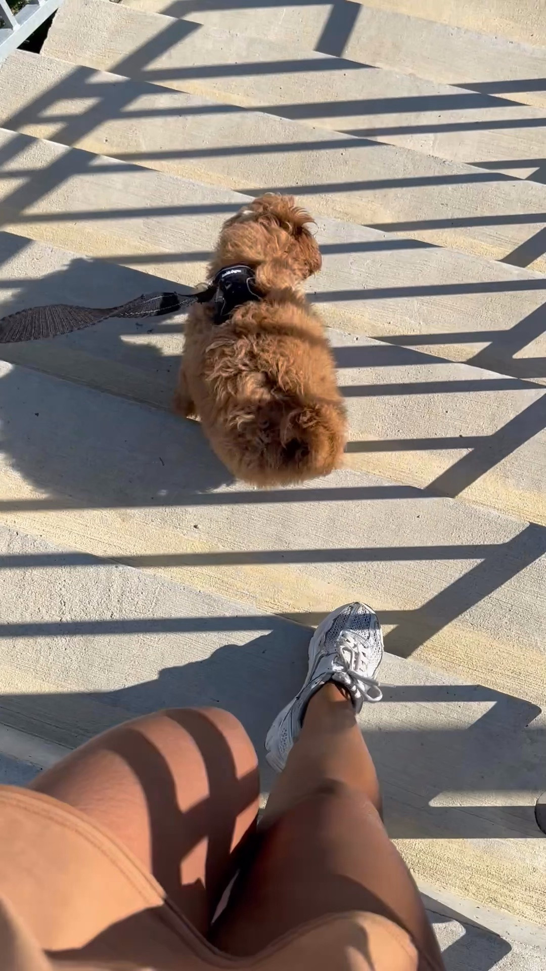 Daily walks with Daps! One things for sure Apple Watch rings get closed 😜

#DogMomLife #DailyPuppyWalks #xoJalonda #PuppyEssentials #DogMustHaves

#LTKmomlife #LTKmorningroutine #LTKOver40