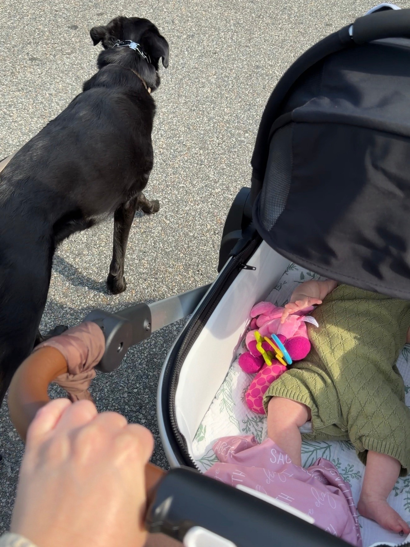 our favorite stroller!!

#LTKmomlife #LTKBaby #LTKKids