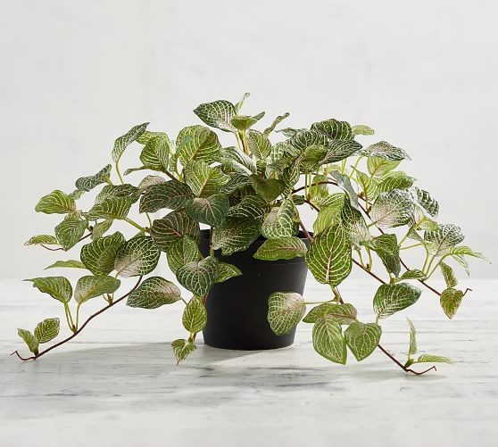 Faux Potted Fittonia Houseplant | Pottery Barn (US)