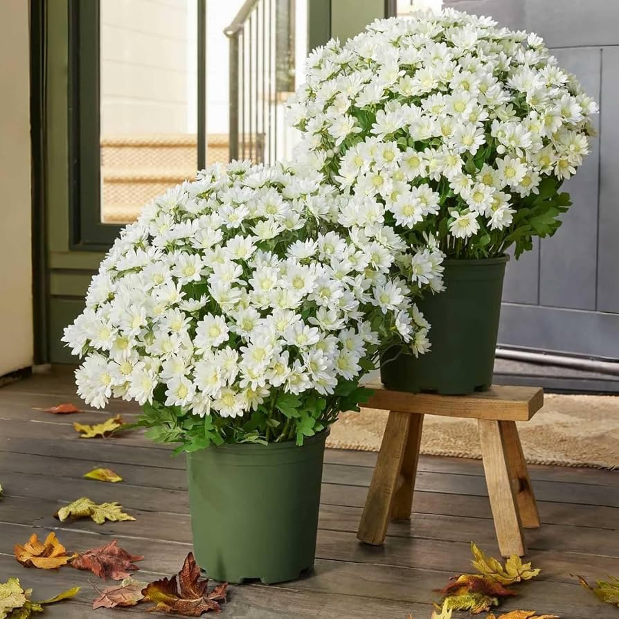 Artificial Sunset Mums, Funsdecor Mums, Artificial Outdoor Sunset Flowers - UV Resistant,Waterproof, Windproof, Fake Fall Flower Daisy with Eucalyptus, Look Real (5 Bundle White) | Amazon (US)