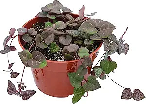 Live Succulent 4" String of Hearts, Succulents Plants Live, Succulent Plants Fully Rooted, Hangin... | Amazon (US)