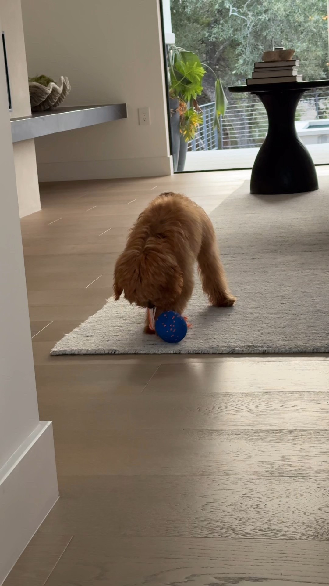 Remy's latest favorite dog toy! Keeps him busy for sooo long and tires him out 😂