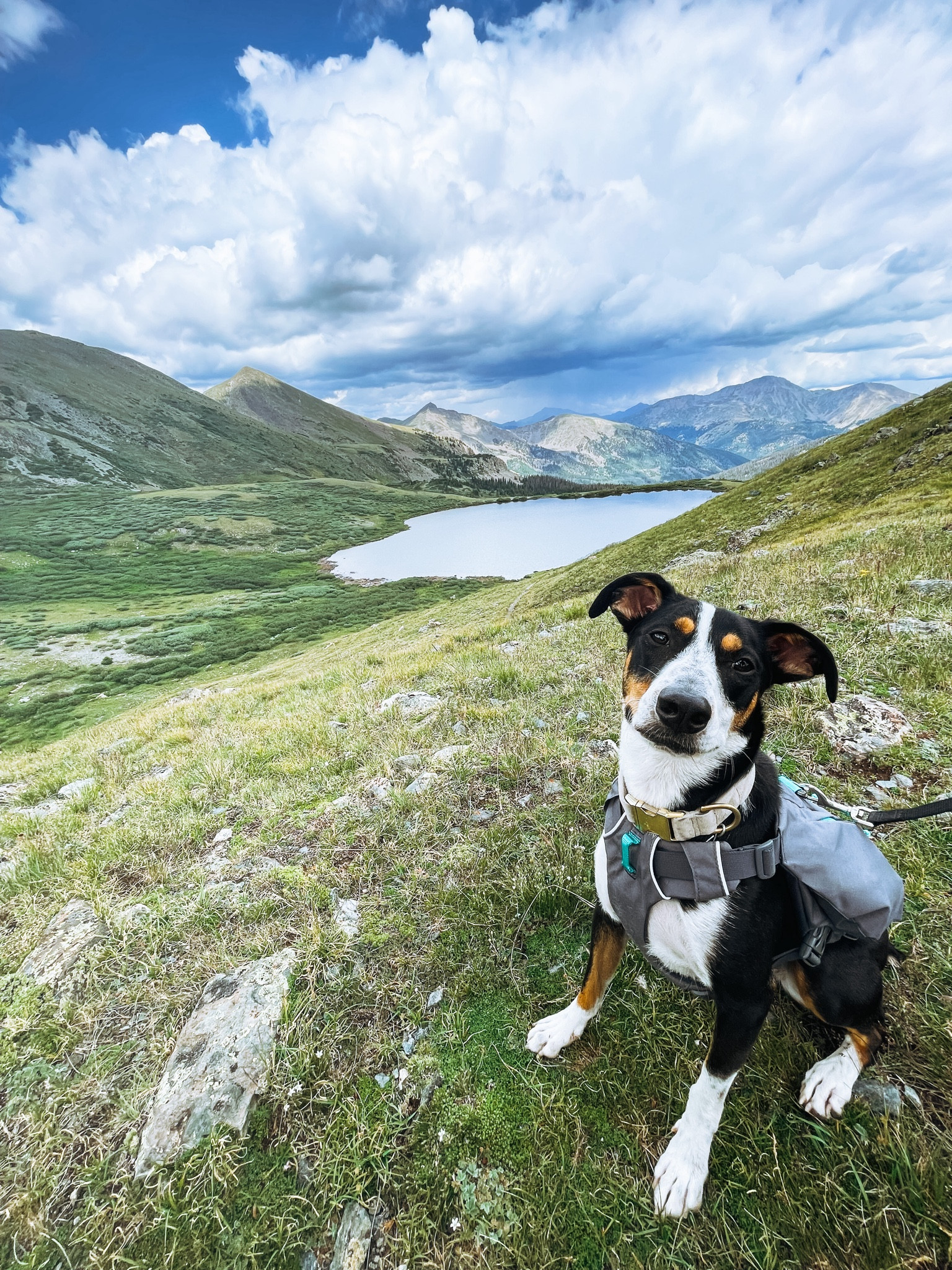 A few of our favorite Amazon Prime deals for our furry friends 

#LTKSaleAlert #LTKxPrimeDay