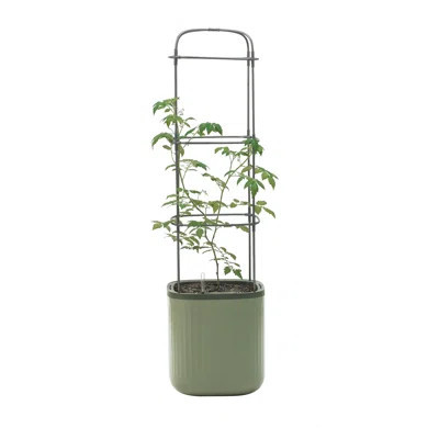Mini Tomato Plastic Outdoor Pot Planter with Trellis | Wayfair North America