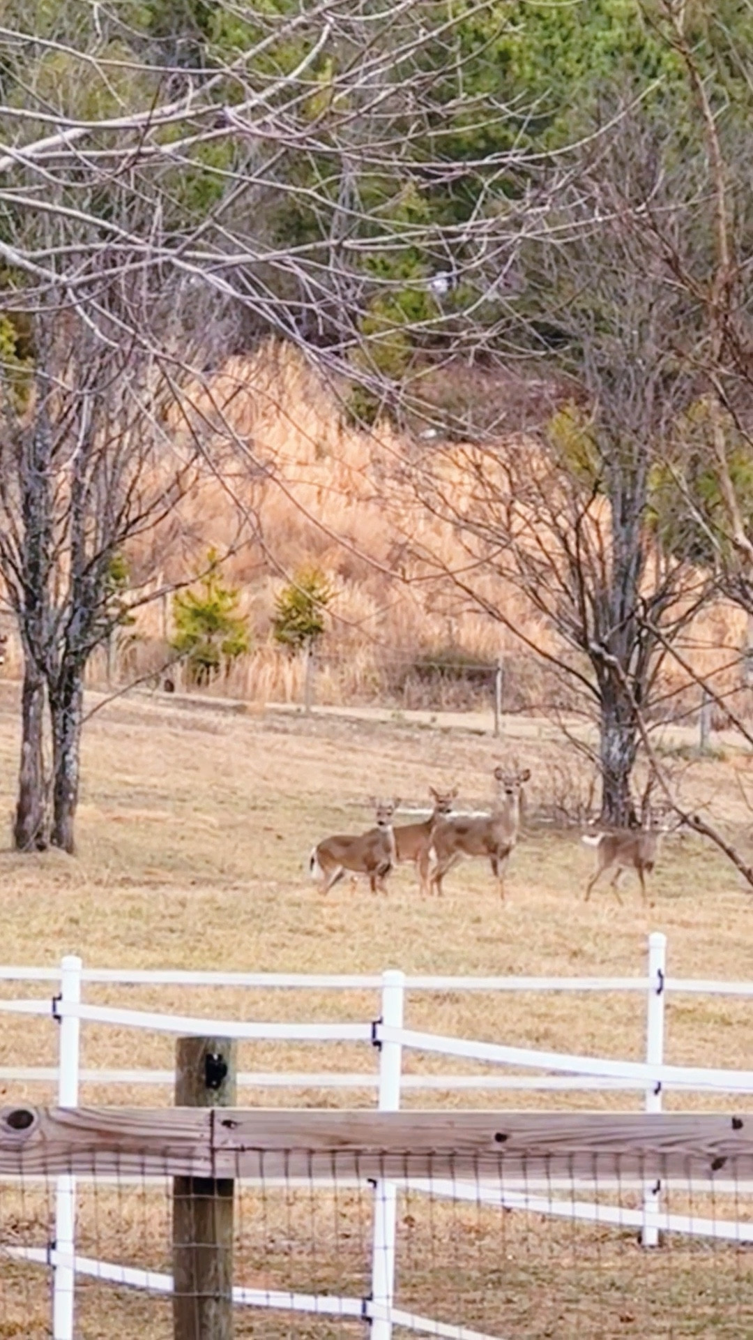 Just got both babies 🤱👶🏼 down for their naps 💤 and LOOK (!!) 👀 at my current view 🦌🦌🦌🦌 off the back porch y’all!! 🌳🐴🌾🫏 Absolutely unreal!! 🥹😍 