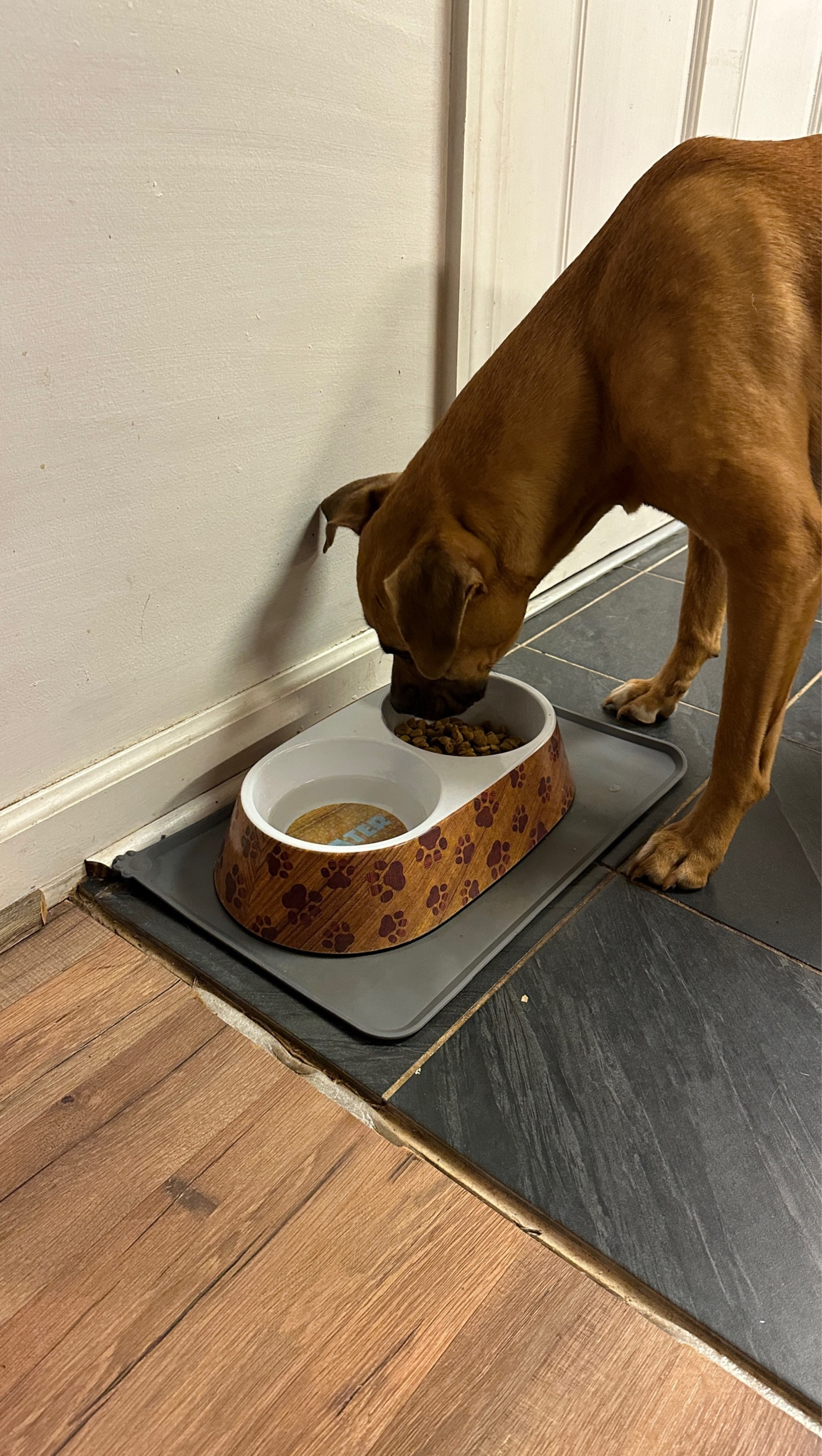 This silicone dog mat has been perfect for our dogs and for our house! It’s pretty affordable and so easy to clean!

#dogs #pets #dogmat 

#LTKHome