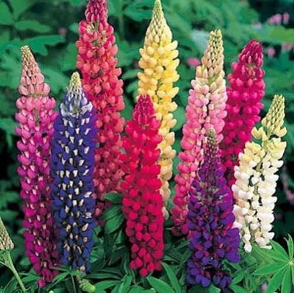 Lupine Russell Strain Mixture BULK 2,000 Nice Garden Flower - Walmart.com | Walmart (US)