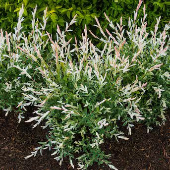 Spring Hill Nurseries Dappled Willow Dormant Shrub Foundation/Hedge Shrub in 1 Pack(s) Bare Root | Lowe's