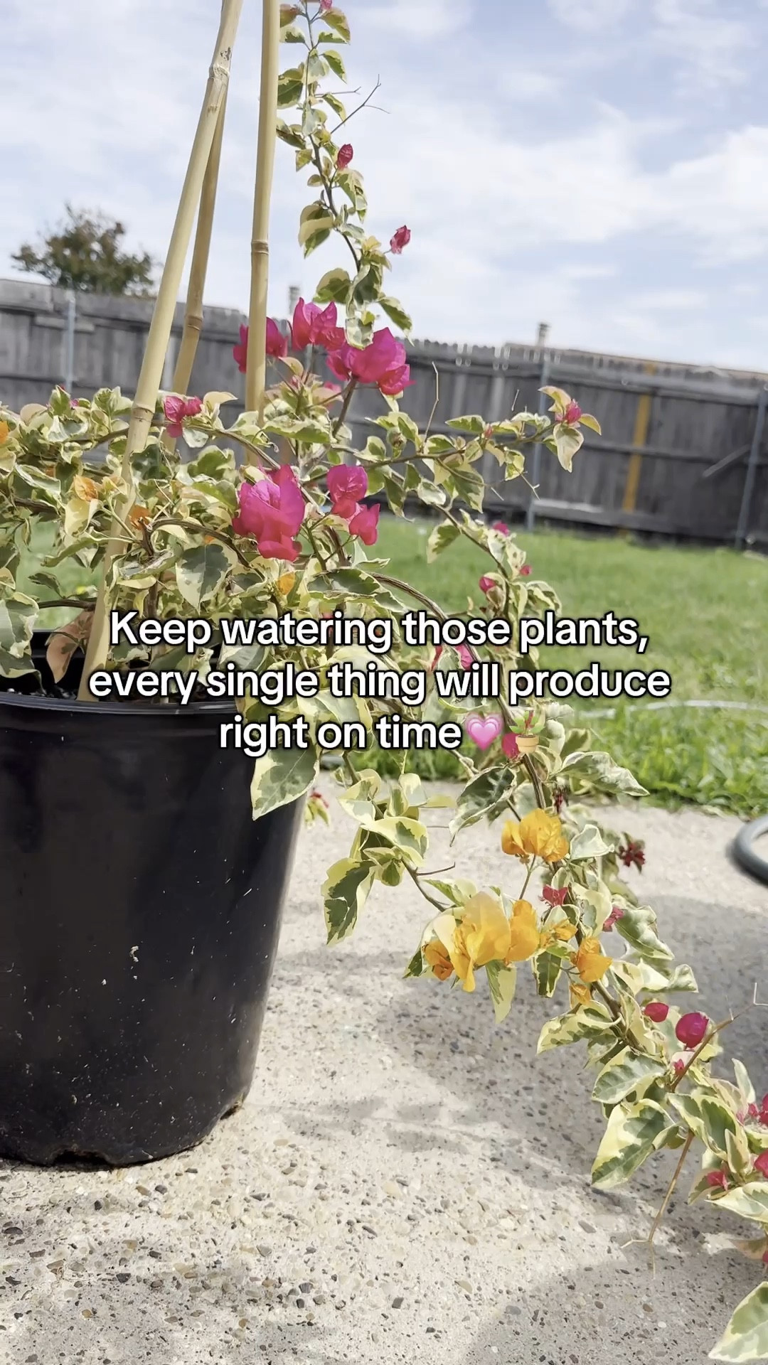Garden update🥹😍 my babies are getting soooo big!  I need to snag some soil this weekend cause I def am planting all of the vegetables I use😂🙌🏽 #simplymadisynn #gardening #garden 🙌🏽🪴 

#LTKFindsUnder50 #LTKHome #LTKSummerEdit