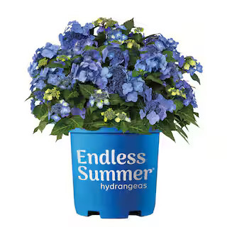1 Gal. Pop Star Hydrangea Plant with Blue or Pink Lacecap Flowers | The Home Depot