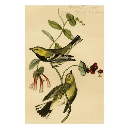 Black Throated Green Wood Warbler Print Wall Art By John James Audubon | Walmart (US)