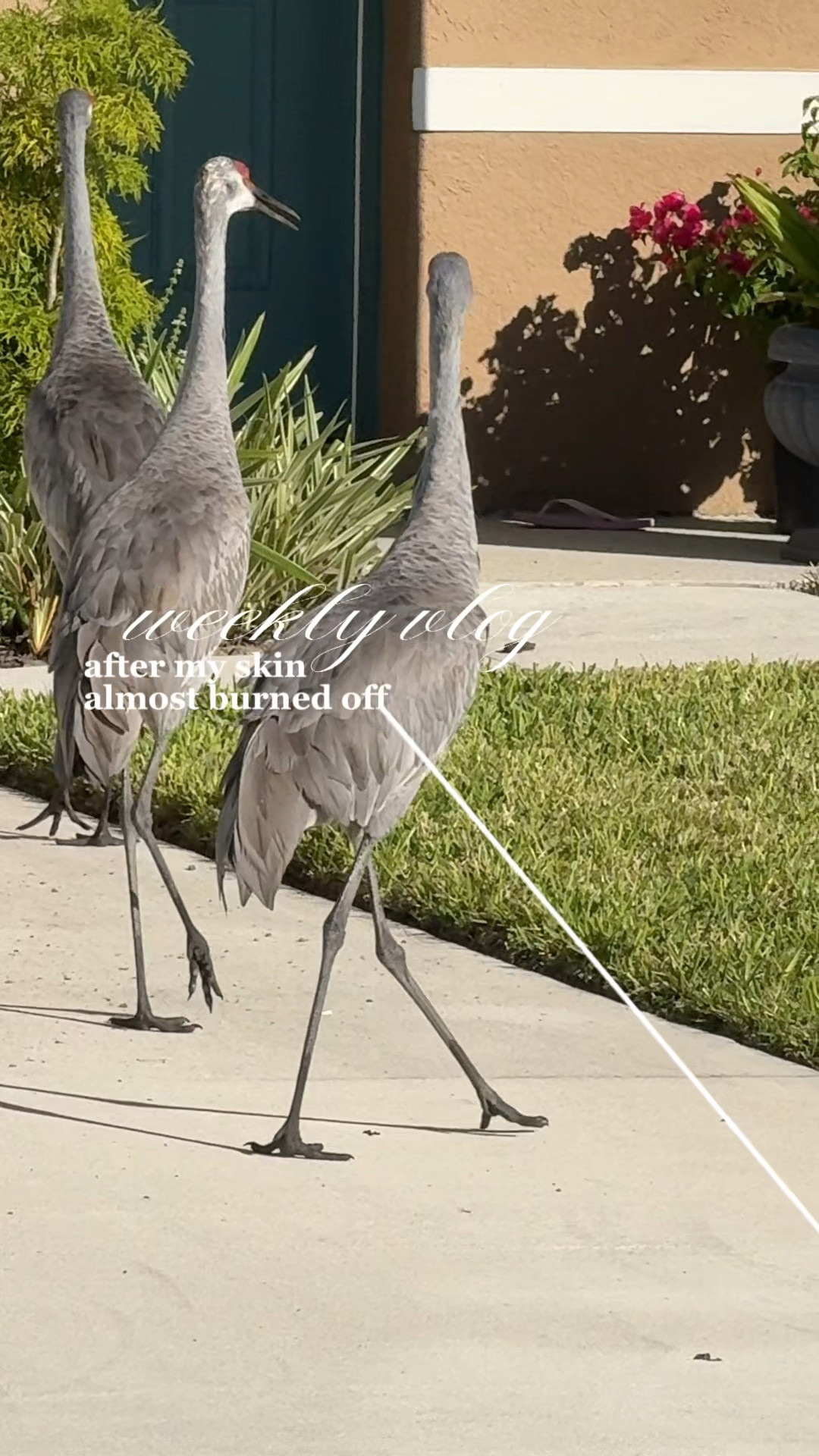 #weeklyvlog 