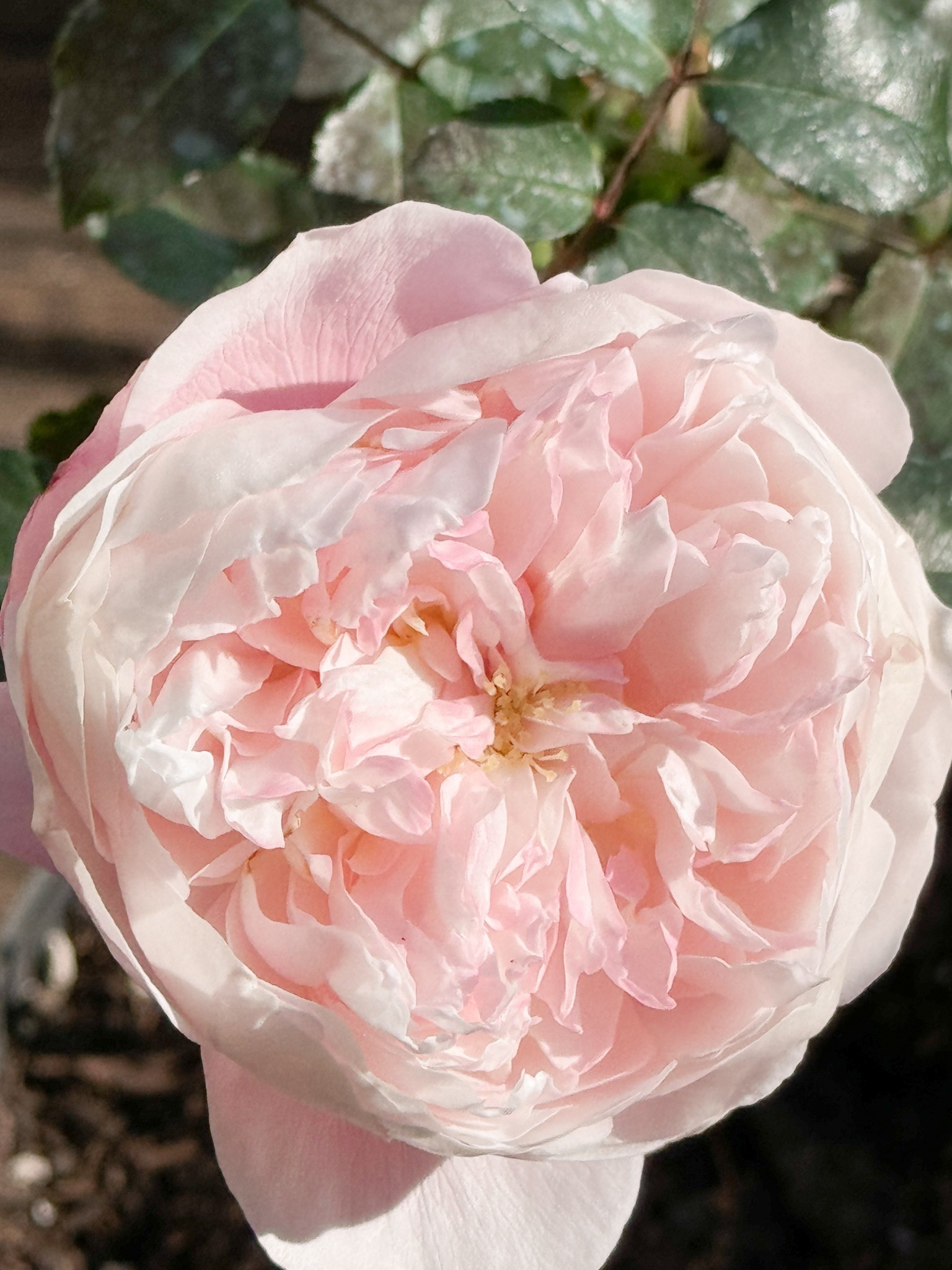 Plume had the most amazing fragrance! 

#LTKHome #LTKOver40 #LTKGiftGuide