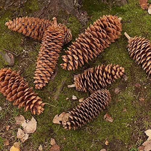 Park Hill Collection XBD81740 Sugar Pine Cones, 14-inch Length, Brown | Amazon (US)