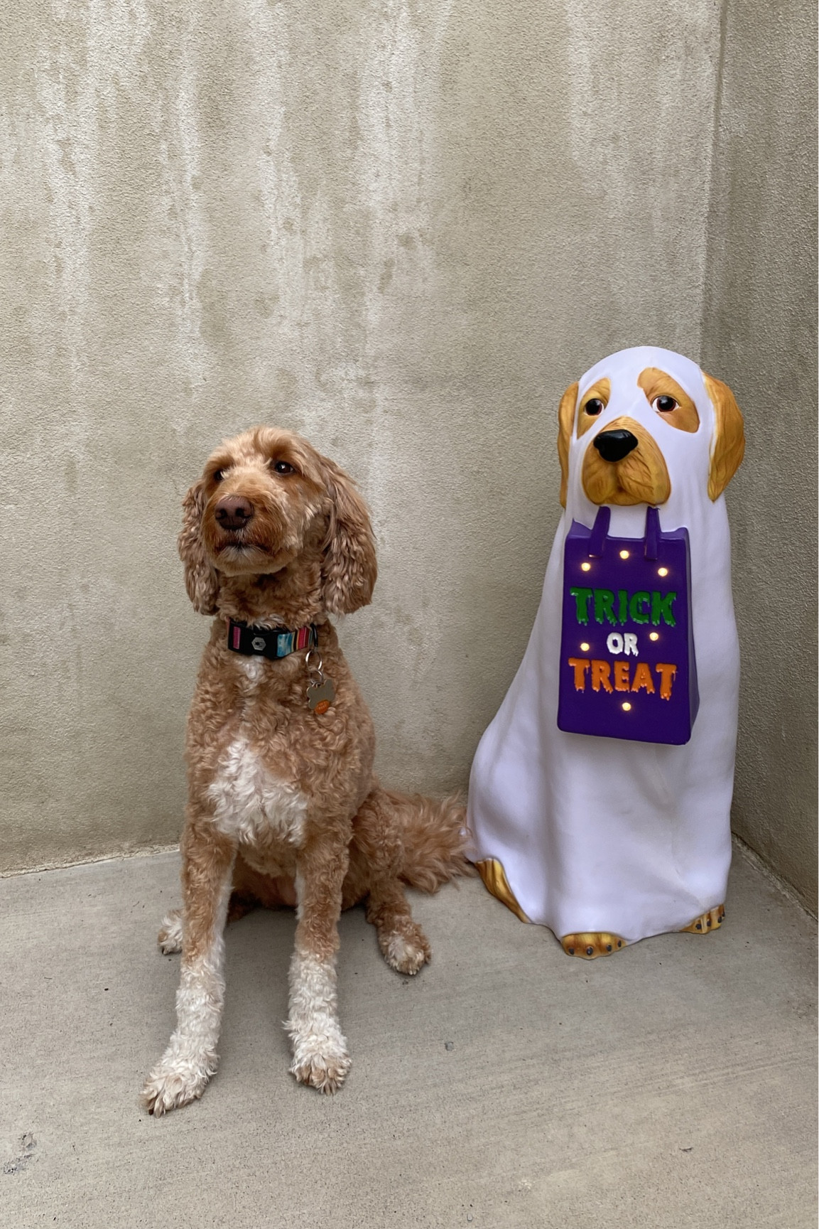 Crazy dog mom + Halloween = 🐶👻#LTKHalloween #LTKHoliday

#LTKSeasonal