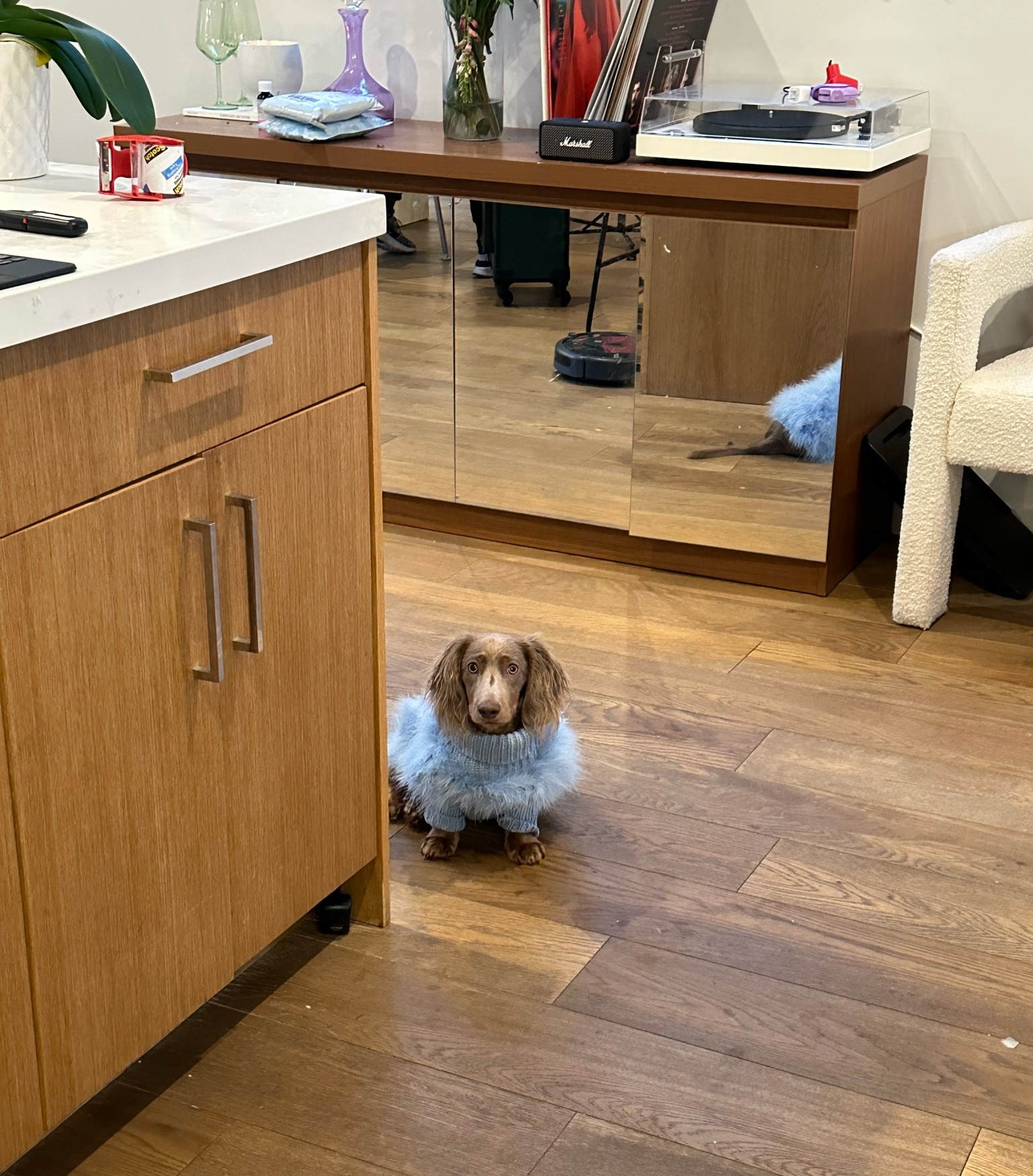 My little dachshund mister wearing his new feather sweater. #pet #dachshund #puppy #dogsweater #maxbone #christiancowan

#LTKHalloween #LTKGiftGuide #LTKHoliday