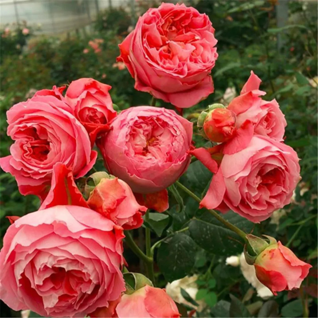 Summer fireworks. 夏日花火. Own root. Light Fragrance. Continue Blooming. | Etsy (US)