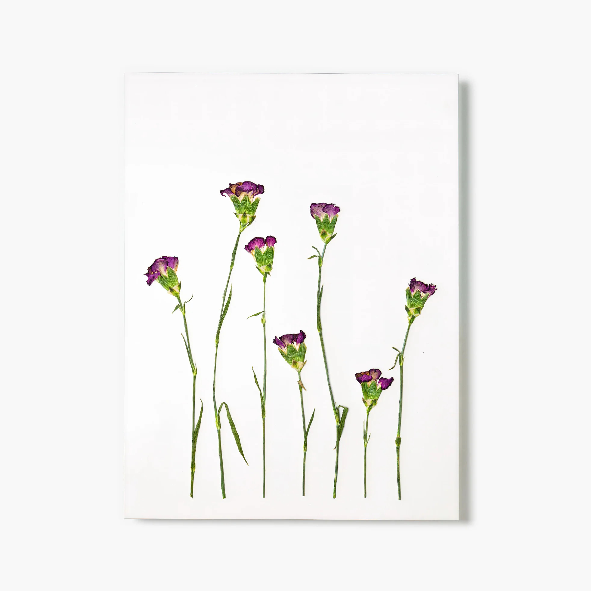 January Carnation Pressed Floral Print | Fracture