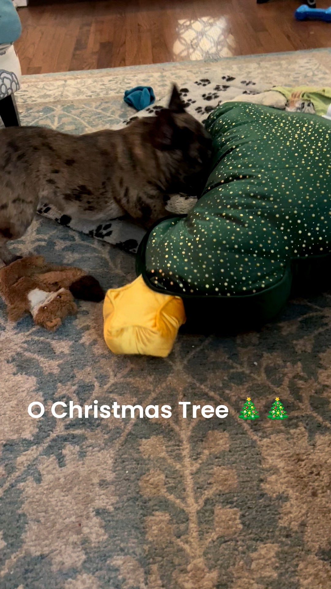 We found this adorable 🥰 Christmas tree 🌲 dog bed or crate mat at TJ Maxx for a cheap & cheerful holiday treat for our little #frenchie. He loves laying in it and sleeping on it. A great #doggift 🐈‍⬛🎁#dogtoy #maxxfinds 

#LTKHoliday #LTKCyberWeek #LTKGiftGuide