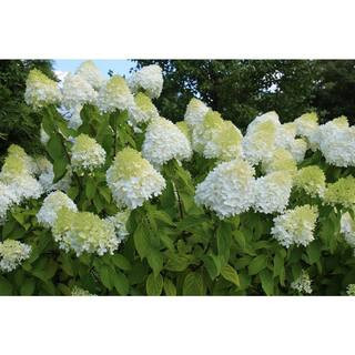 5 gal. Limelight Hydrangea Flowering Shrub Plant with Huge Green to White Blossoms | The Home Depot