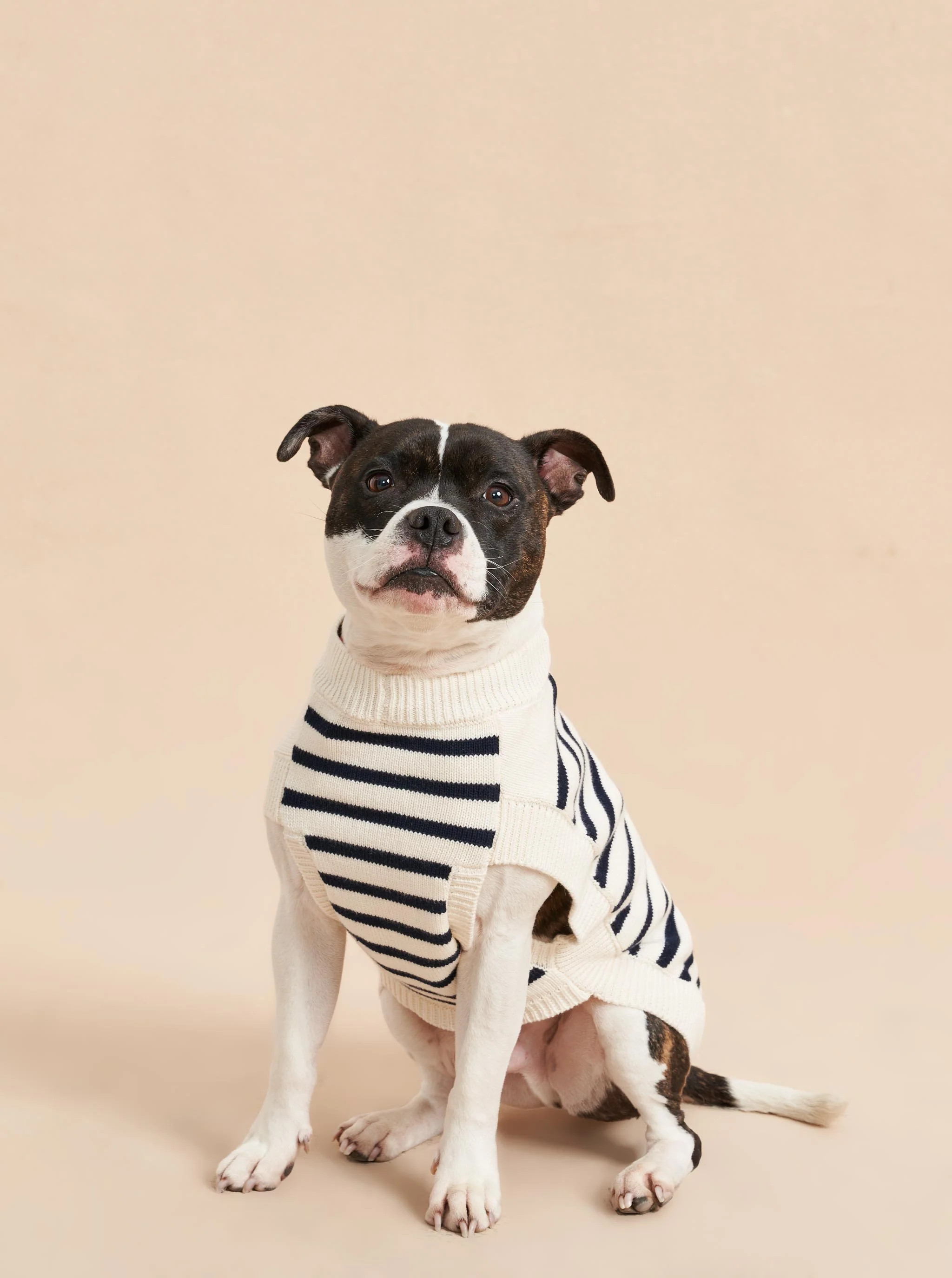 Chien Sweater | La Ligne