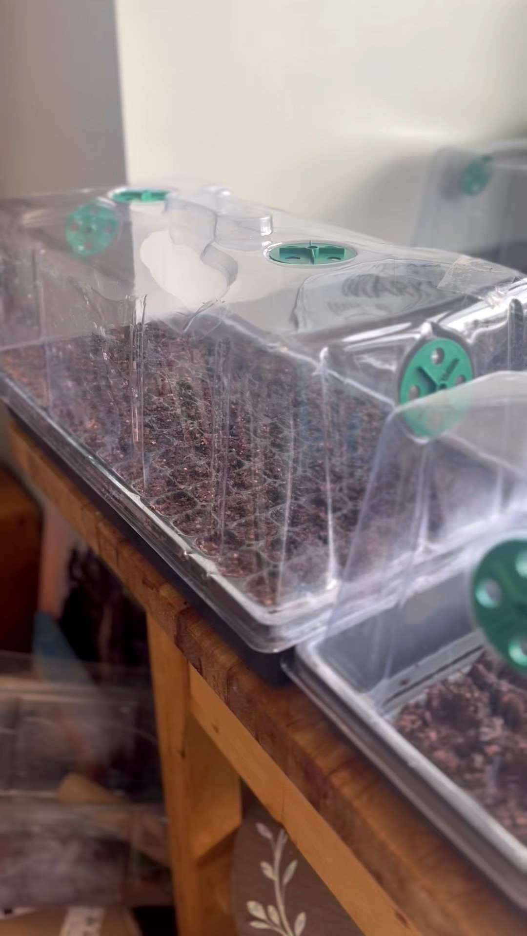 Level up your seed-starting setup with this must-have humidity dome 🌱 Designed with 4 adjustable vents (not just two!), it gives you total control over moisture levels for stronger, healthier seedlings. The extra-tall design provides plenty of headroom for fast-growing starts, while the tight seal locks in warmth and humidity right where plants need it most. Lightweight yet durable, it fits standard 10x20 trays perfectly—making it ideal for seeds, cuttings, and clones alike. A game changer for indoor propagation season!

#LTKhome #LTKgarden #SeedStarting #GardenTools #GreenhouseSetup #PlantParent #GrowYourOwn #FlowerFarmerLife

#LTKSeasonal #LTKHome #LTKdayinmylife